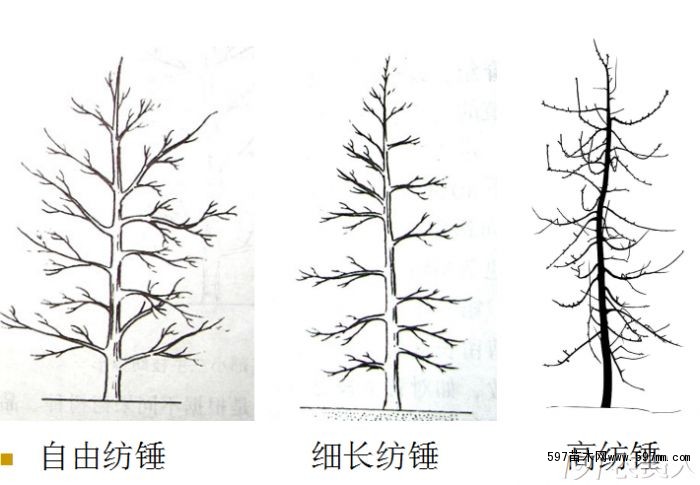 自由纺锤形