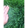承德草坪价格|草皮种植基地