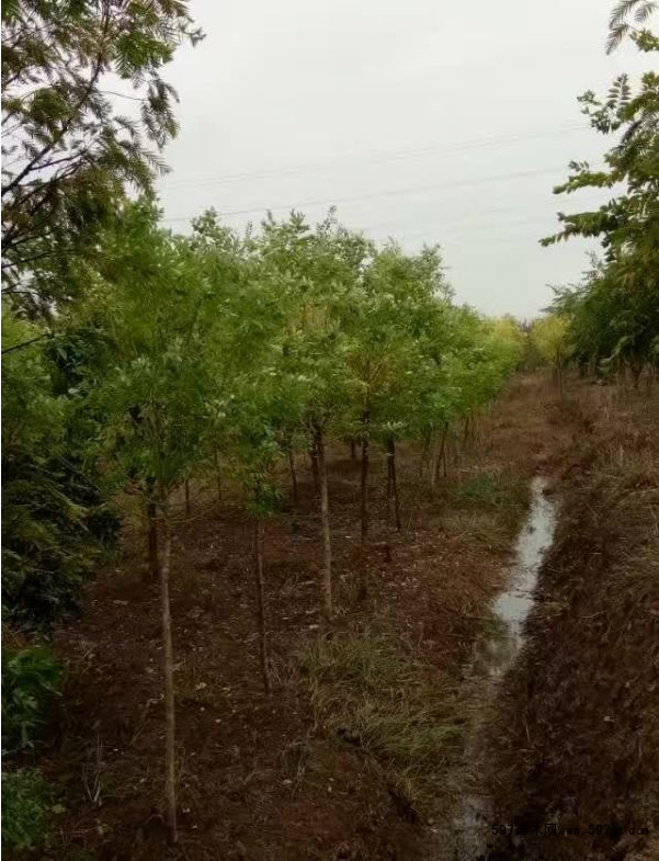 金枝國槐圖片 金枝國槐圖片