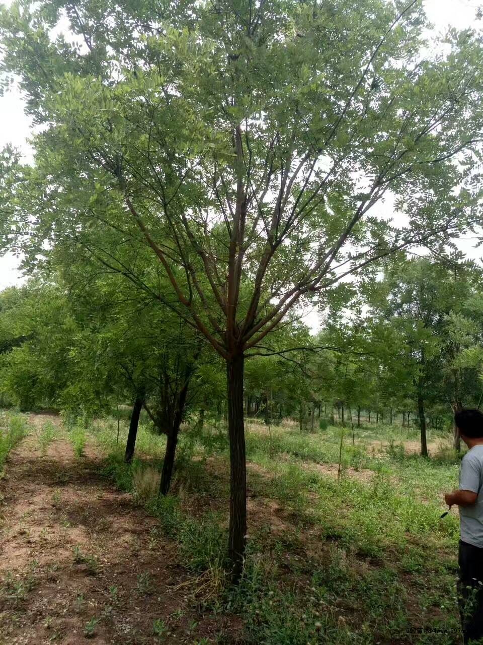 国槐,树型高大,其羽状复叶和刺槐相似。花为淡黄色,可烹调食用,也可作中或染料。荚果俗称“槐米”,是一种中。花期在夏末,和其他树种花期不同,是一种重要的蜜源植物。花和荚果入,有清凉收敛、止血降压作用;叶 国槐,树型高大,其羽状复叶和刺槐相似。花为淡黄色,可烹调食用,也可作中或染料。荚果俗称“槐米”,是一种中。花期在夏末,和其他树种花期不同,是一种重要的蜜源植物。花和荚果入,有清凉收敛、止血降压作用;叶