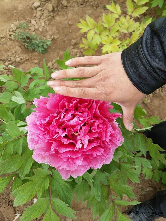 观赏牡丹花王 观赏牡丹花王
