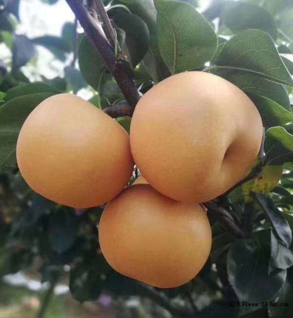 梨树 梨树