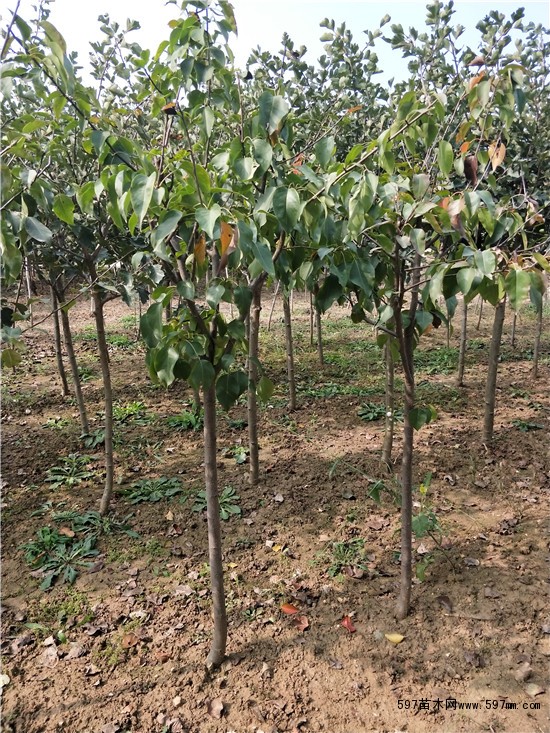 梨树 梨树