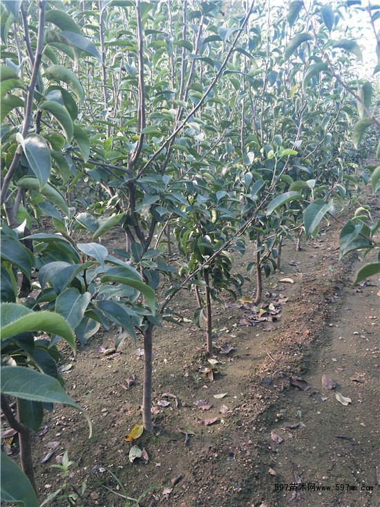梨树 梨树