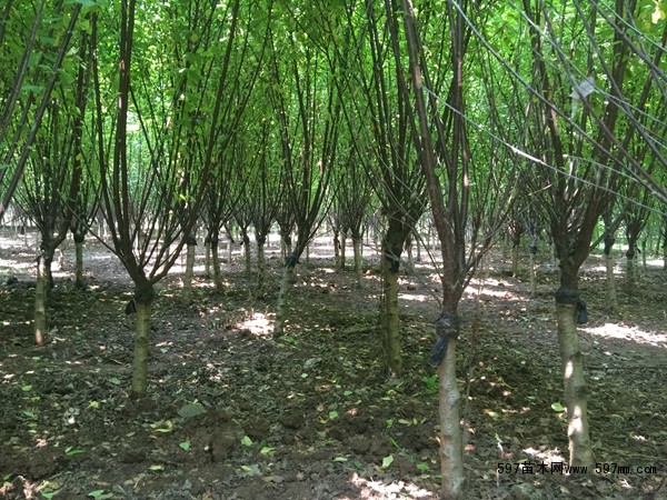 榆叶梅 榆叶梅