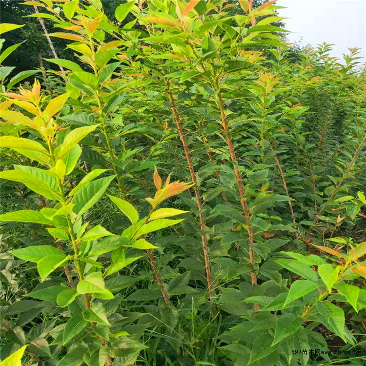 樱花树苗 樱花树苗