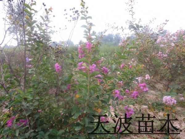 山东丛生紫薇1