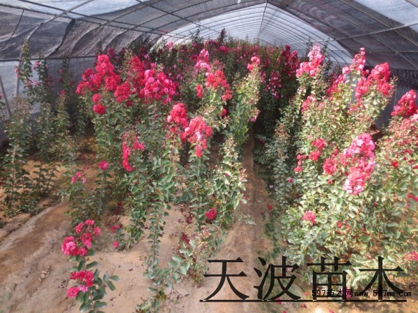 山东丛生紫薇2