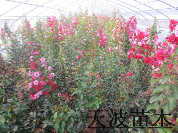 山东丛生紫薇5