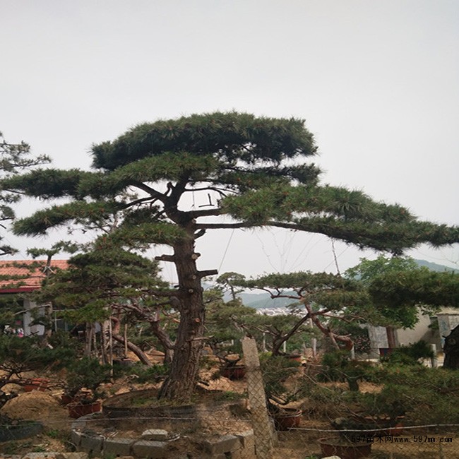 造型油松 造型油松
