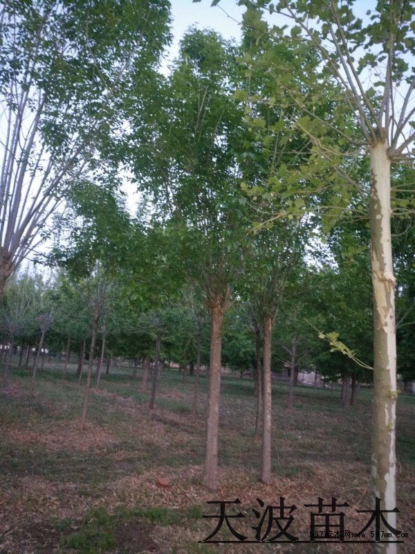 白蜡树种植基地3