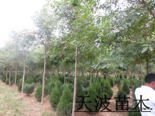 白蜡树种植基地5