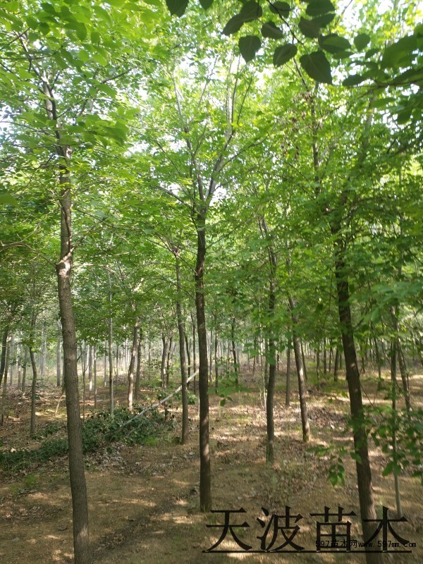 白蜡树种植基地