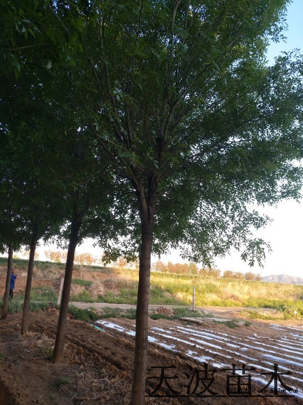 白蜡树种植基地4
