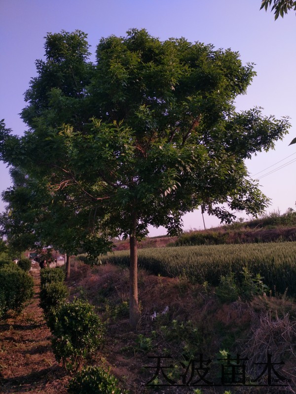 白蜡树种植基地2