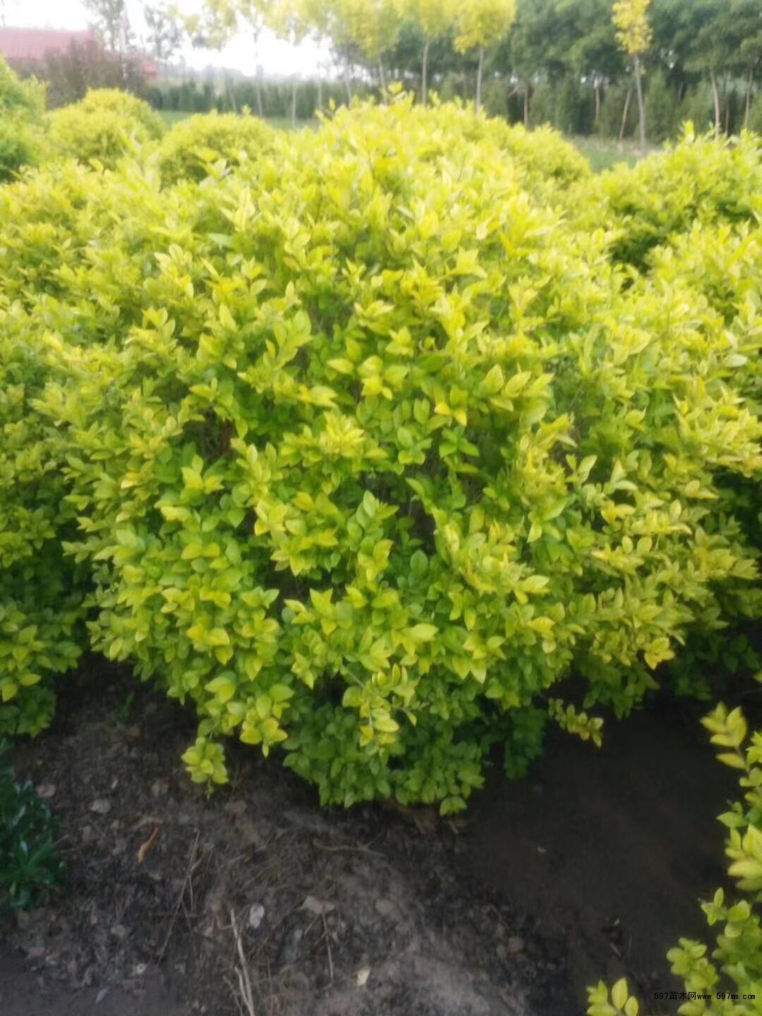 山东金叶女贞种植基地3