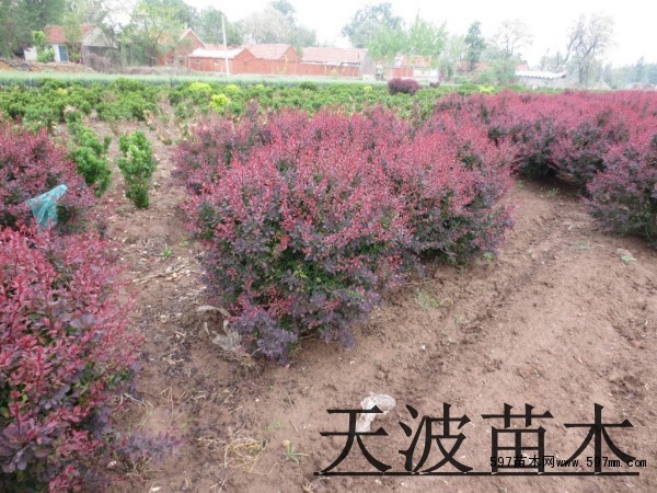 红叶小檗5