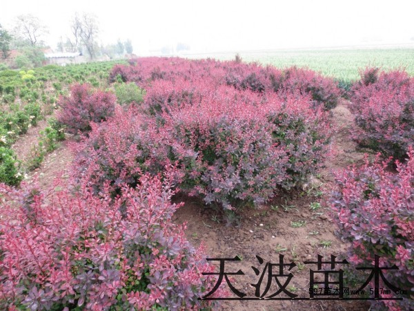 红叶小檗3