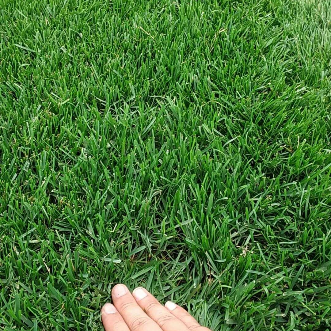 新时代下的草坪种植业发展观察