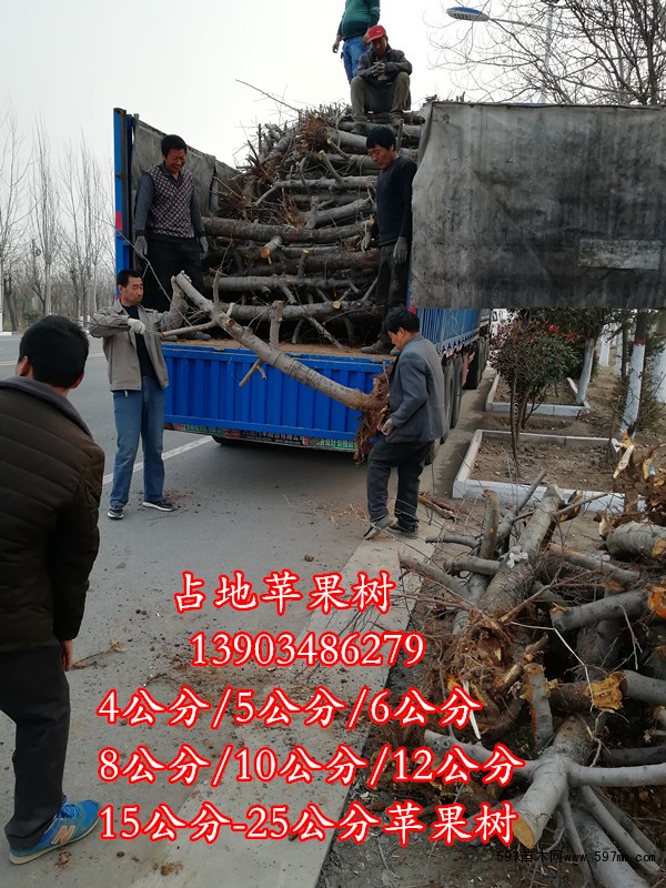 占地苹果树 占地苹果树