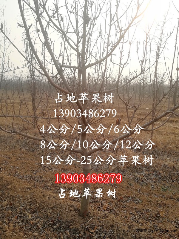 8公分苹果树 8公分苹果树