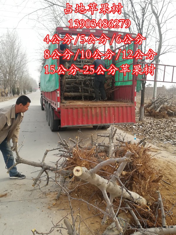 10公分苹果树 10公分苹果树