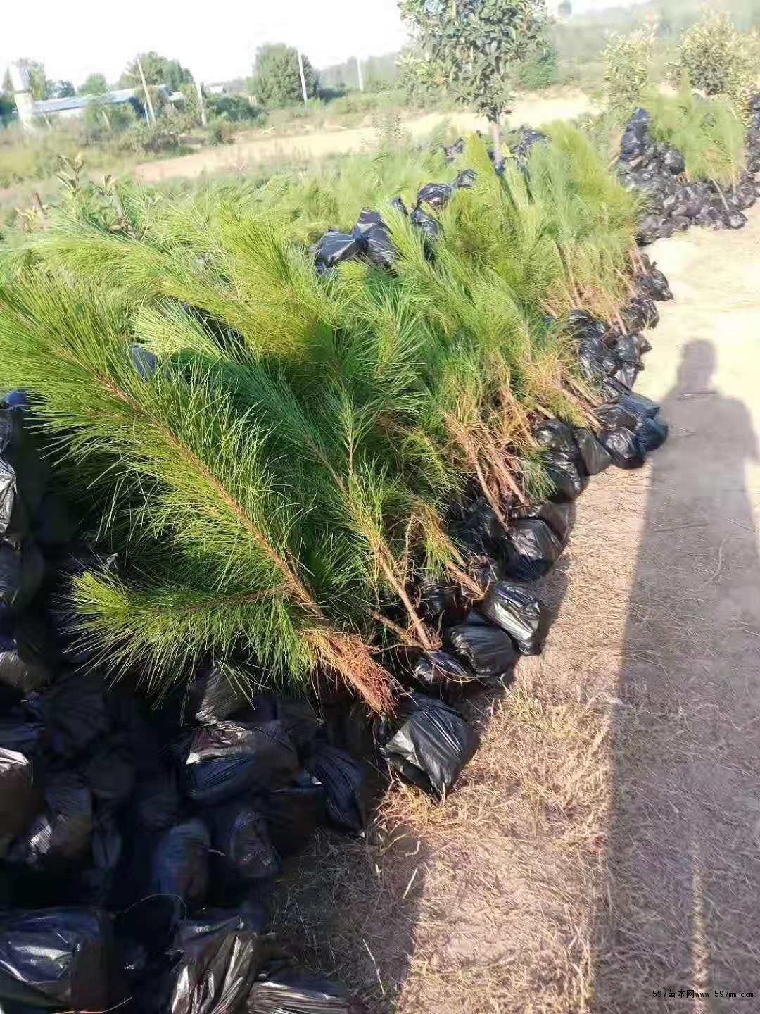 随州希望苗圃湿地松基地 随州希望苗圃湿地松基地