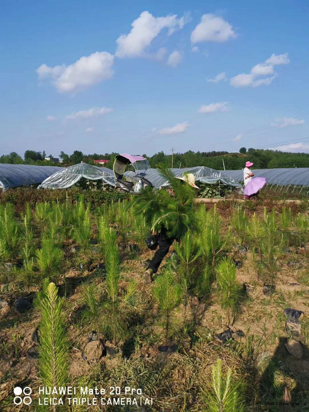 随州希望苗圃湿地松基地 随州希望苗圃湿地松基地