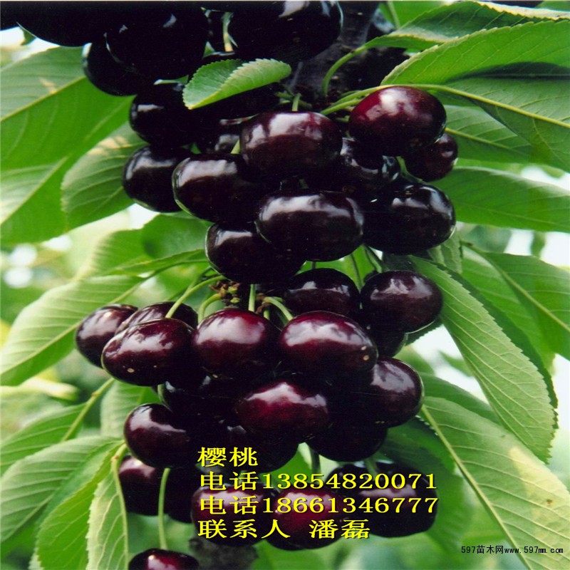 黑珍珠樱桃树苗 黑珍珠樱桃树苗