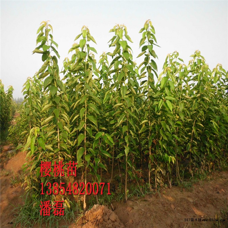 黑珍珠樱桃树苗新品种 黑珍珠樱桃树苗新品种