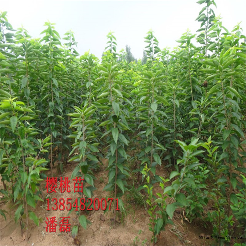 黑珍珠樱桃树苗价格 黑珍珠樱桃树苗价格