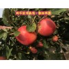 山东果科所鲁丽苹果苗基地 当年结果的鲁丽苹果树