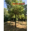 8ֽ֦10ֽ֦12ֽ֦