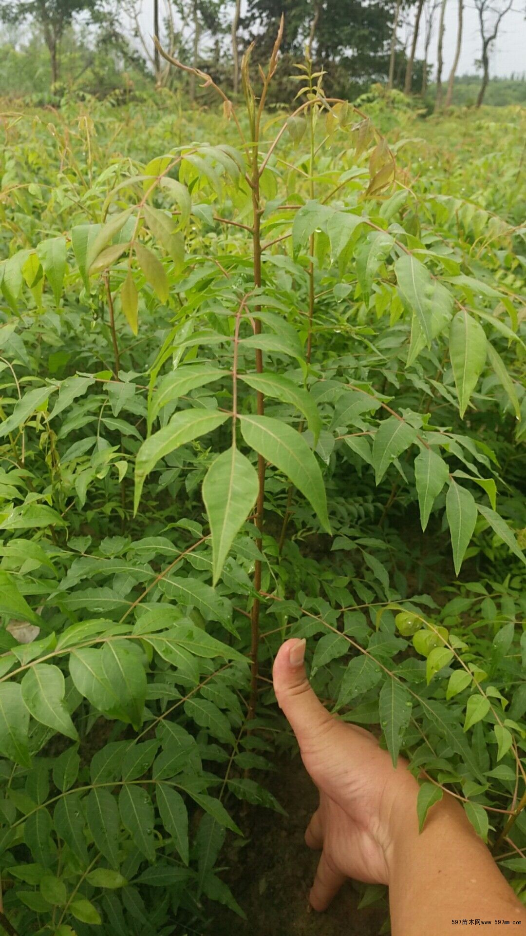 姿态挺拔 姿态挺拔