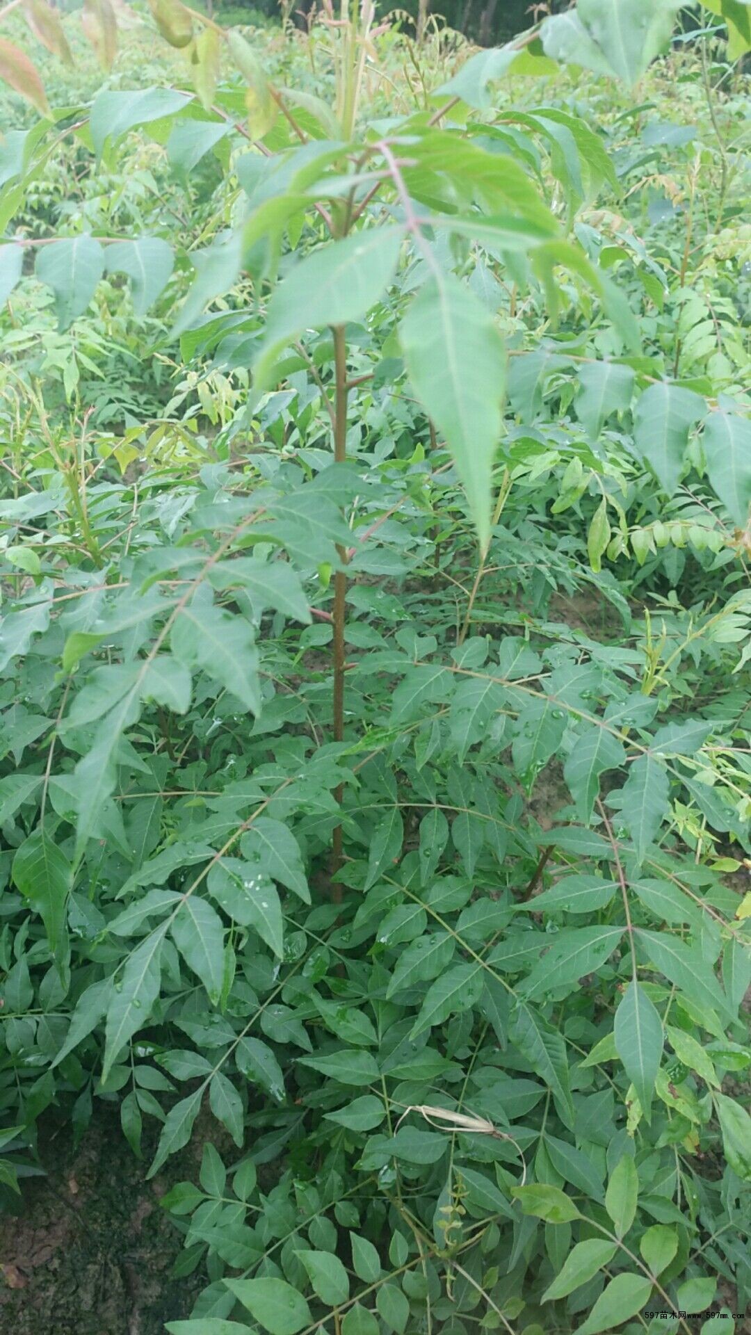 质优价廉 质优价廉