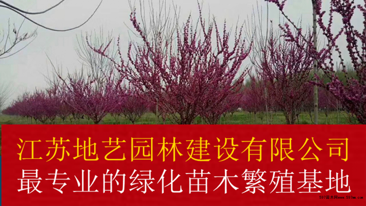 丛生紫荆 丛生紫荆