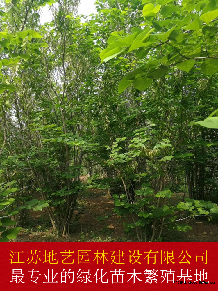 丛生紫荆 丛生紫荆