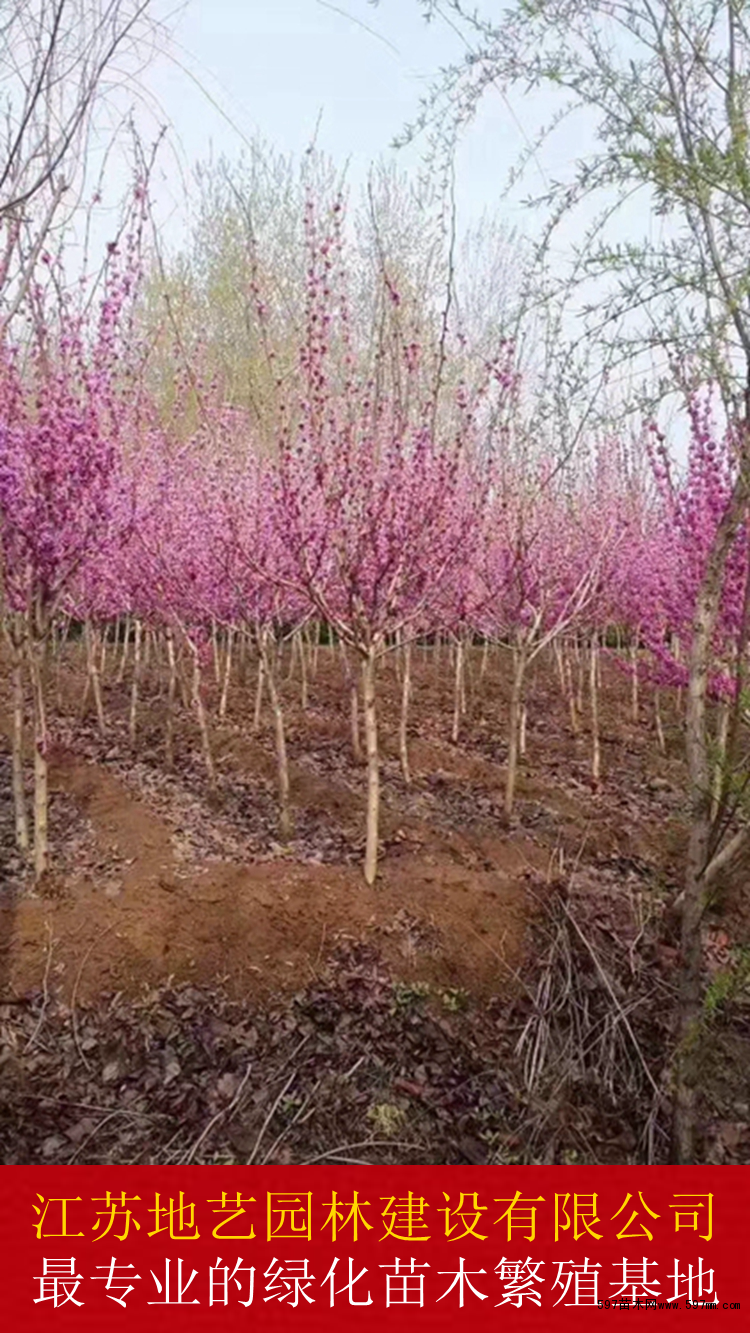 丛生紫荆 丛生紫荆