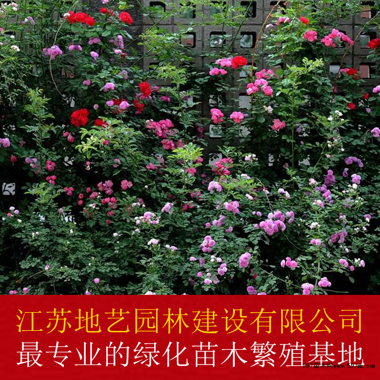 蔷薇 蔷薇