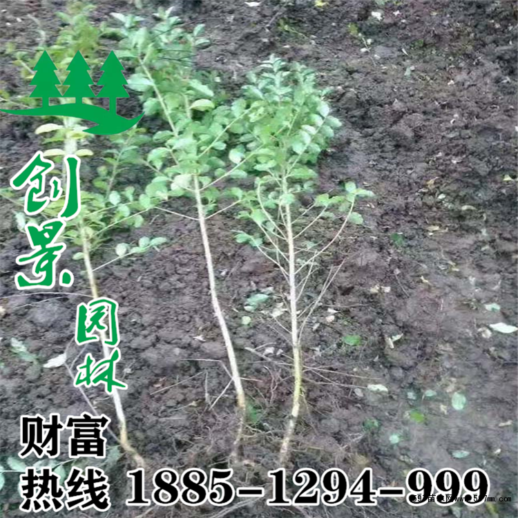 小葉女貞規格 小葉女貞規格