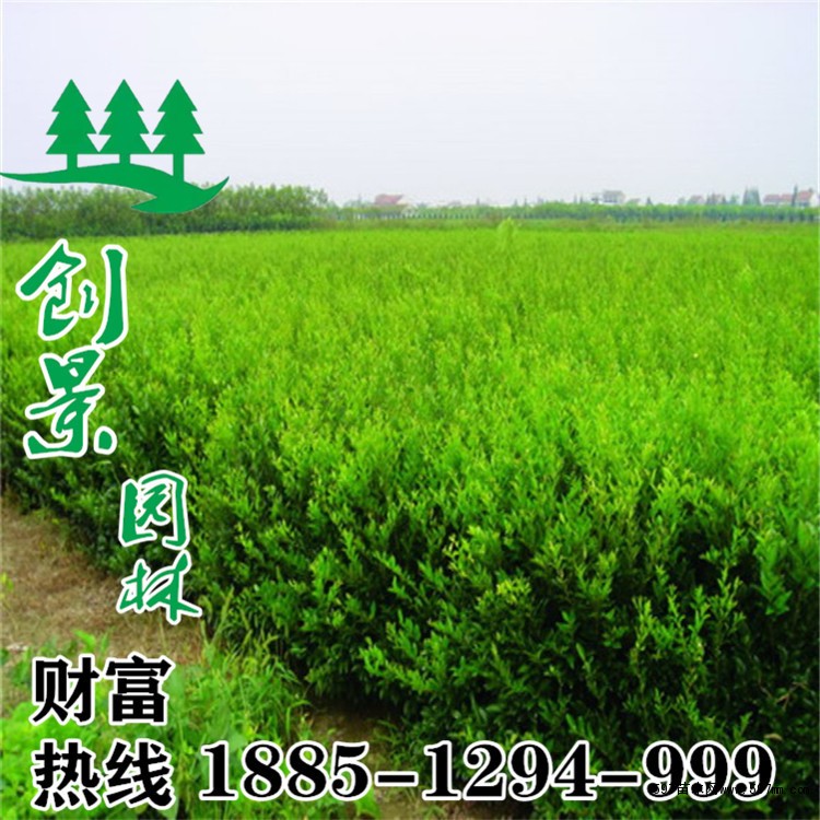 小葉女貞報價 小葉女貞報價