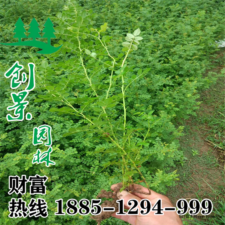 红刺玫 红刺玫