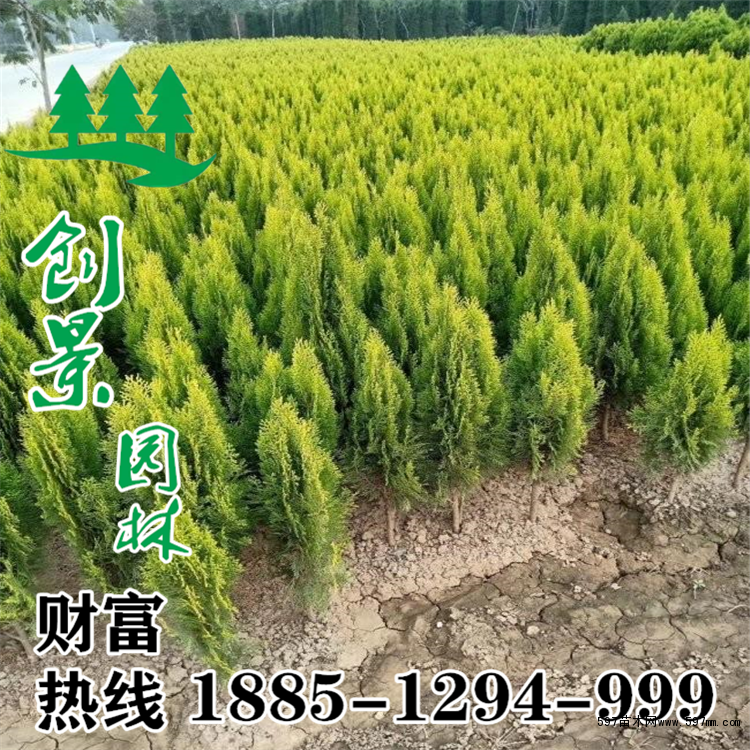 洒金柏图片 洒金柏图片