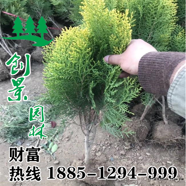洒金柏批发 洒金柏批发