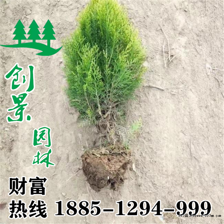 洒金柏基地 洒金柏基地