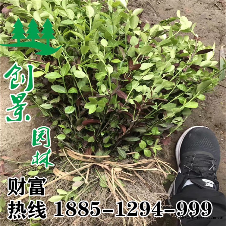 小葉扶芳藤 小葉扶芳藤