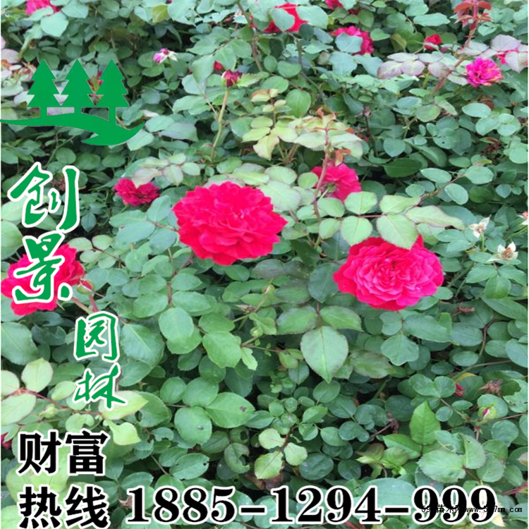 微型月季批发 微型月季批发