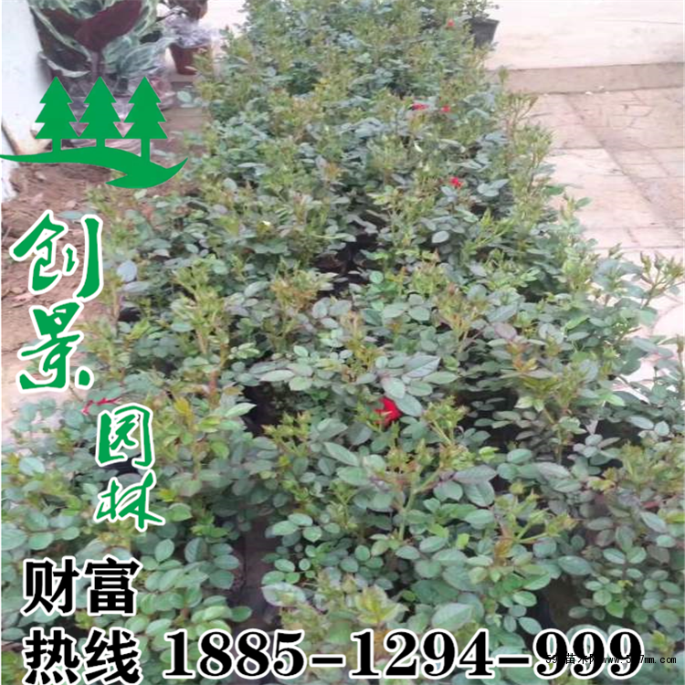 微型月季基地 微型月季基地