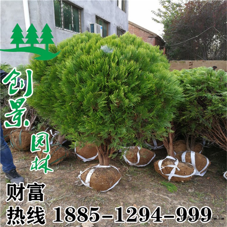 洒金柏球 洒金柏球