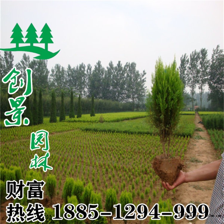 洒金柏球 洒金柏球